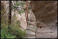 Tree in canyon. Kasha-Katuwe Tent Rocks National Monument, New Mexico, USA ( color)