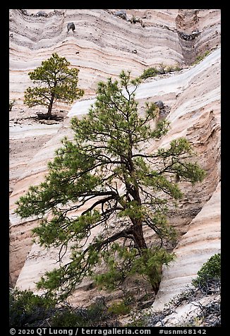Trees on white cliffs. Kasha-Katuwe Tent Rocks National Monument, New Mexico, USA (color)