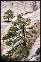 Trees on white cliffs. Kasha-Katuwe Tent Rocks National Monument, New Mexico, USA ( color)