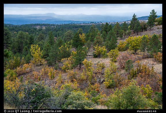 Forest in autumn on Pajarito Mesa. Bandelier National Monument, New Mexico, USA (color)