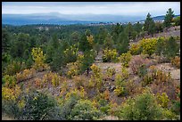 Forest in autumn on Pajarito Mesa. Bandelier National Monument, New Mexico, USA ( color)