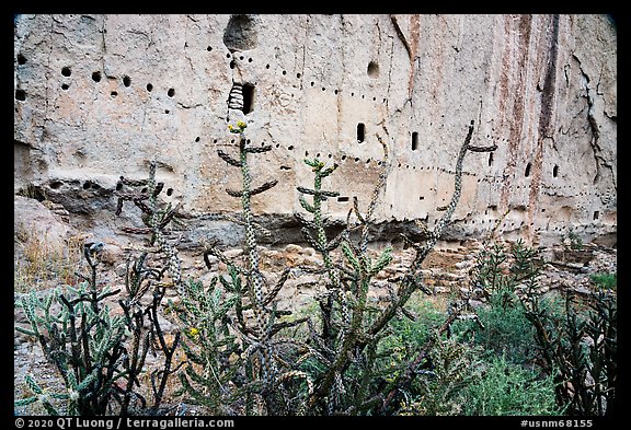 Cactus, rock wall foundations and beam holes in cliff. Bandelier National Monument, New Mexico, USA (color)