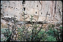 Cactus, rock wall foundations and beam holes in cliff. Bandelier National Monument, New Mexico, USA ( color)