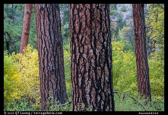 Pine trees trunks and autumn colors in Frijoles Canyon. Bandelier National Monument, New Mexico, USA (color)