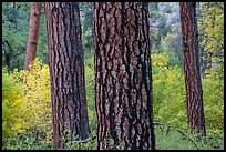 Pine trees trunks and autumn colors in Frijoles Canyon. Bandelier National Monument, New Mexico, USA ( color)