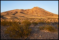 Shurbs and Picacho Mountain, late afternoon. Organ Mountains Desert Peaks National Monument, New Mexico, USA ( color)