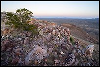 Picacho Mountain summit at dawn. Organ Mountains Desert Peaks National Monument, New Mexico, USA ( color)