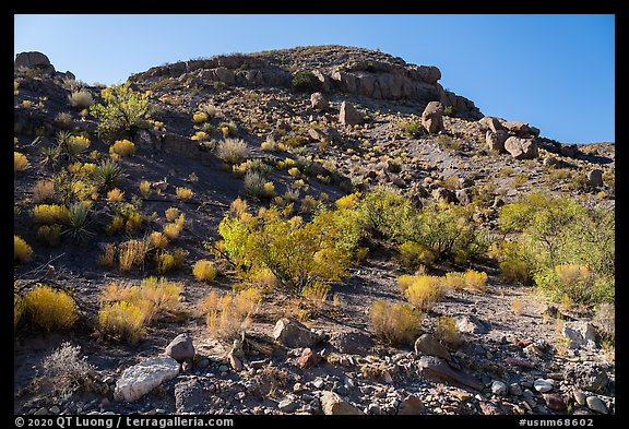 Slope with shrubs, Box Canyon. Organ Mountains Desert Peaks National Monument, New Mexico, USA (color)