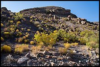 Slope with shrubs, Box Canyon. Organ Mountains Desert Peaks National Monument, New Mexico, USA ( color)