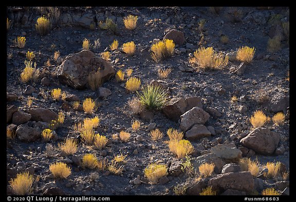 Backlit boulders, sotol, and bushes, Box Canyon. Organ Mountains Desert Peaks National Monument, New Mexico, USA (color)