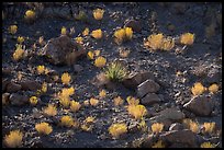 Backlit boulders, sotol, and bushes, Box Canyon. Organ Mountains Desert Peaks National Monument, New Mexico, USA ( color)