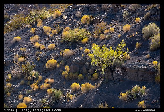 Desert shrubs and bushes, Box Canyon. Organ Mountains Desert Peaks National Monument, New Mexico, USA (color)