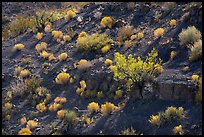 Desert shrubs and bushes, Box Canyon. Organ Mountains Desert Peaks National Monument, New Mexico, USA ( color)