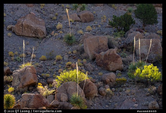 Boulders and sotol in bloom, Box Canyon. Organ Mountains Desert Peaks National Monument, New Mexico, USA (color)