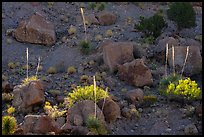Boulders and sotol in bloom, Box Canyon. Organ Mountains Desert Peaks National Monument, New Mexico, USA ( color)