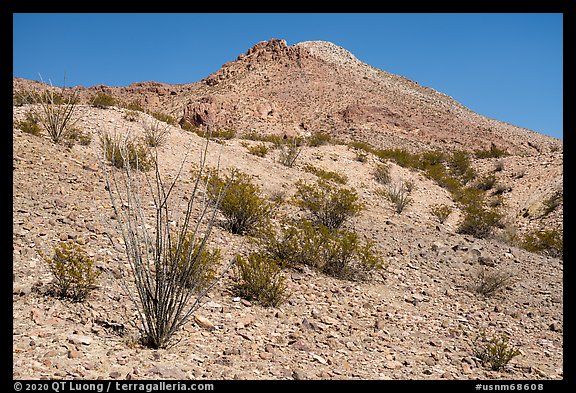 Occotillo and Picacho Mountain baren slopes. Organ Mountains Desert Peaks National Monument, New Mexico, USA (color)