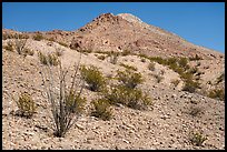 Occotillo and Picacho Mountain baren slopes. Organ Mountains Desert Peaks National Monument, New Mexico, USA ( color)
