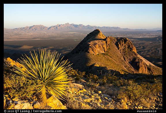 Sotol, Peak in Dona Ana mountains, and Organ Mountains in the distance. Organ Mountains Desert Peaks National Monument, New Mexico, USA