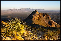 Sotol, Peak in Dona Ana mountains, and Organ Mountains in the distance. Organ Mountains Desert Peaks National Monument, New Mexico, USA ( color)