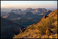 Barrel Cactus and Dona Ana Mountains. Organ Mountains Desert Peaks National Monument, New Mexico, USA ( color)