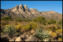 Sotol and Rabbit Ears and Baylor Peak. Organ Mountains Desert Peaks National Monument, New Mexico, USA ( color)