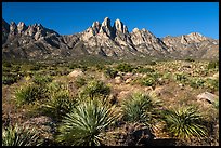 Dense sotol, Needles, Rabbit Ears, and Baylor Peak. Organ Mountains Desert Peaks National Monument, New Mexico, USA ( color)