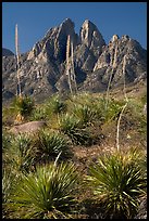 Flowering sotol and Rabbit Ears. Organ Mountains Desert Peaks National Monument, New Mexico, USA ( color)
