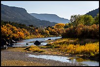 Trees in fall foliage in Lower Gorge. Rio Grande Del Norte National Monument, New Mexico, USA ( color)