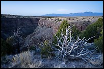 Tree skeleton, Taos Valley Overlook. Rio Grande Del Norte National Monument, New Mexico, USA ( color)