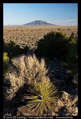 Desert plants, Taos Plateau, Ute Mountain. Rio Grande Del Norte National Monument, New Mexico, USA (color)