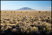 Sagebrush on Taos Plateau and Ute Mountain. Rio Grande Del Norte National Monument, New Mexico, USA ( color)