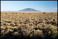 Sagebrush on Taos Plateau and Ute Mountain. Rio Grande Del Norte National Monument, New Mexico, USA ( color)
