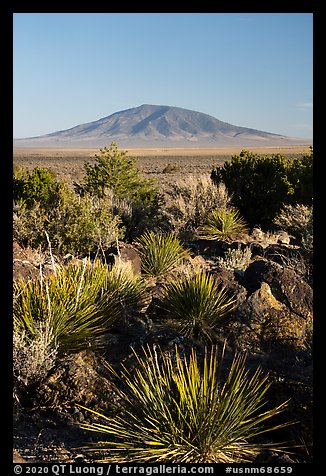 Sotol, Ute Mountain. Rio Grande Del Norte National Monument, New Mexico, USA (color)