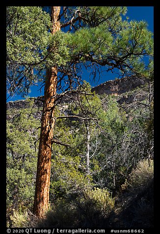 Ponderosa Pine, Big Arsenic. Rio Grande Del Norte National Monument, New Mexico, USA (color)