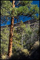 Ponderosa Pine, Big Arsenic. Rio Grande Del Norte National Monument, New Mexico, USA ( color)