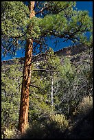Ponderosa Pine, Big Arsenic. Rio Grande Del Norte National Monument, New Mexico, USA ( color)