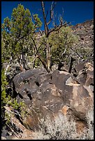 Boulder with sheep petroglyphs, Big Arsenic. Rio Grande Del Norte National Monument, New Mexico, USA ( color)