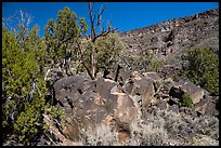 Boulder with petrogphys and canyon walls. Rio Grande Del Norte National Monument, New Mexico, USA ( color)