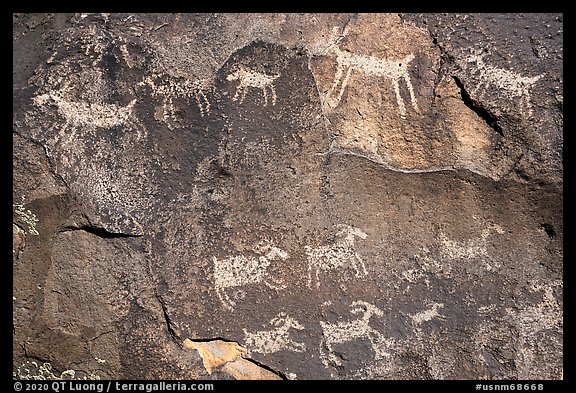 Close-up of animal petroglyps. Rio Grande Del Norte National Monument, New Mexico, USA (color)