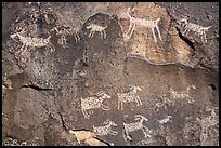 Close-up of animal petroglyps. Rio Grande Del Norte National Monument, New Mexico, USA ( color)