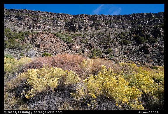 Rabbitbrush in bloom and cliffs, Big Arsenic. Rio Grande Del Norte National Monument, New Mexico, USA (color)