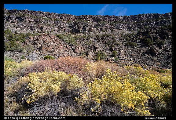 Rabbitbrush in bloom and cliffs, Big Arsenic. Rio Grande Del Norte National Monument, New Mexico, USA (color)