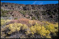 Rabbitbrush in bloom and cliffs, Big Arsenic. Rio Grande Del Norte National Monument, New Mexico, USA ( color)