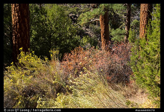 Bushes in bloom in ponderosa pine forest near Big Arsenic Spring. Rio Grande Del Norte National Monument, New Mexico, USA (color)
