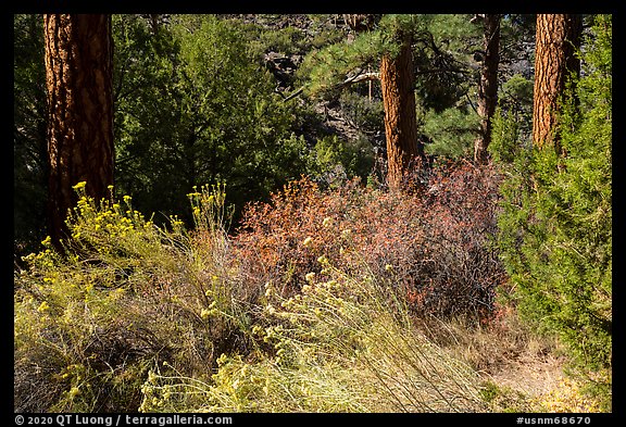 Bushes in bloom in ponderosa pine forest near Big Arsenic Spring. Rio Grande Del Norte National Monument, New Mexico, USA (color)