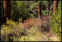 Bushes in bloom in ponderosa pine forest near Big Arsenic Spring. Rio Grande Del Norte National Monument, New Mexico, USA ( color)