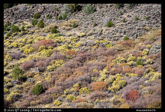 Shurbs with autumn colors from above. Rio Grande Del Norte National Monument, New Mexico, USA (color)