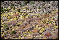 Shurbs with autumn colors from above. Rio Grande Del Norte National Monument, New Mexico, USA ( color)