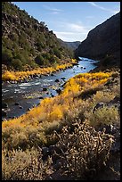 Cactus, shurbs in fall colors, Rio Grande River, John Dunn Bridge Recreation Site. Rio Grande Del Norte National Monument, New Mexico, USA ( color)