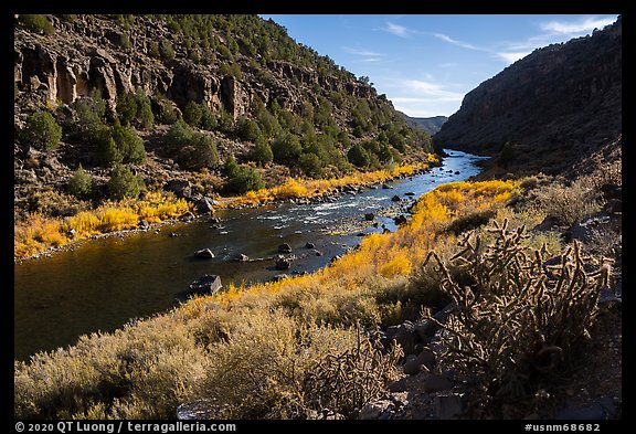 Cactus and shurbs in autumn, John Dunn Bridge Recreation Site. Rio Grande Del Norte National Monument, New Mexico, USA (color)